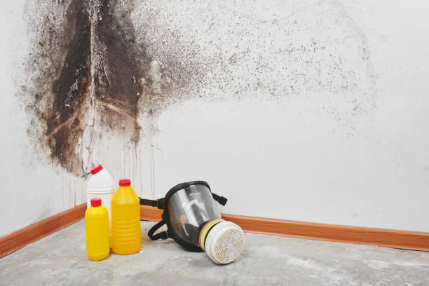 Best Mold Damage Repair  in Privateer, SC