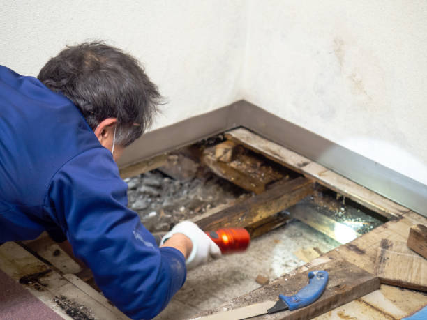 Reliable Privateer, SC Mold Removal Solutions