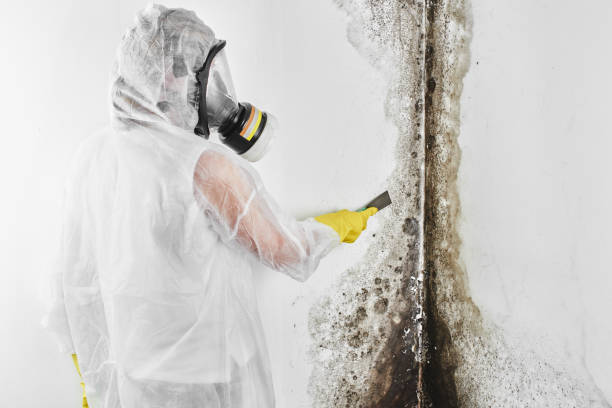 Best Black Mold Removal  in Privateer, SC