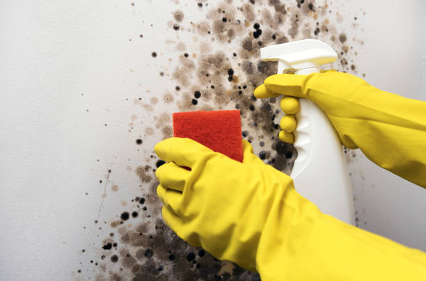 Best Fast Mold Removal  in Privateer, SC