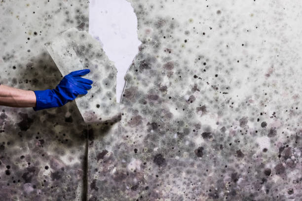 Best Toxic Mold Removal  in Privateer, SC
