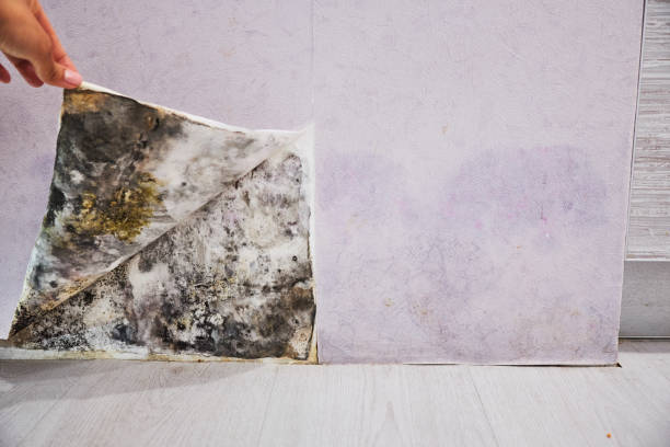 Best Home Mold Removal  in Privateer, SC